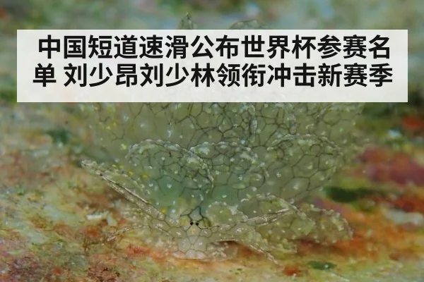 中国短道速滑公布世界杯参赛名单 刘少昂刘少林领衔冲击新赛季